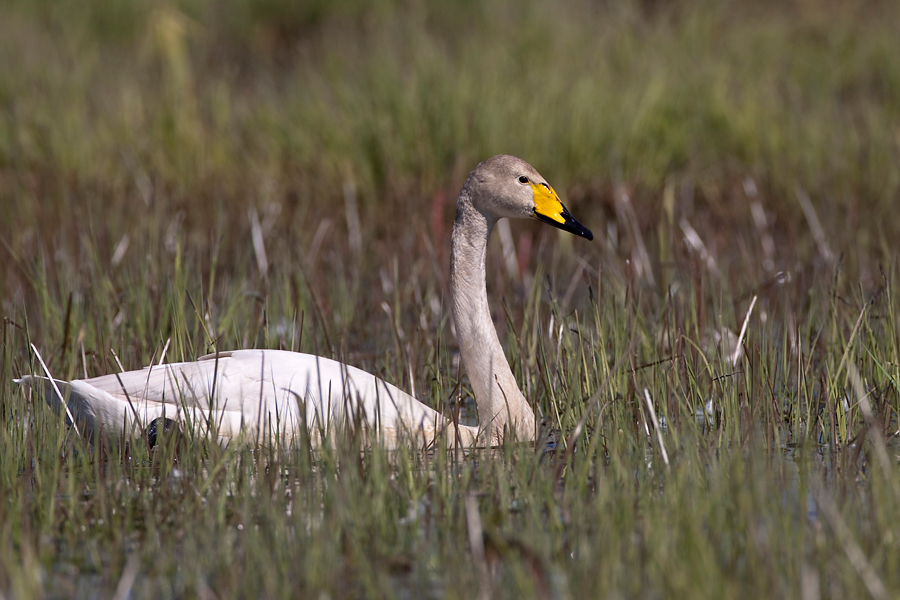 068 Łabęź krzykliwy